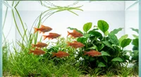 Titteya Barbe 'long fin' (Barbus titteya)