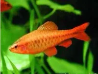 Titteya Barbe 'super red' (Barbus titteya)