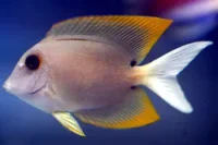 Tomini-kirurgfisk (Ctenochaetus tominiensis)