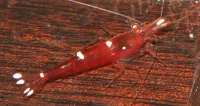 Treplettet Kardinalreje (Caridina sp.)