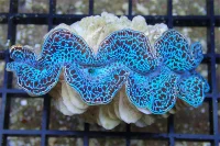 Tridacna Maxima Blue musling 5 cm