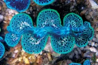 Tridacna Maxima Blue Musling 9-10 cm