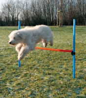 Trixie Agility Hurdle - springtræning til hunde