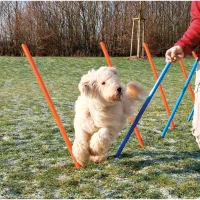 Trixie Agility Slalom - træning af smidighed