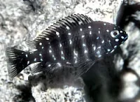 Tropheus Duboisi Maswa unger 2-3 cm