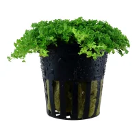 Tropica Akvaieplante i potte Micranthemum callitrichoides Cuba