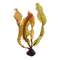 Tropica Akvarieplante Aponogeton boivinianus knold x 5