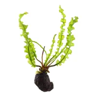 Tropica Akvarieplante Aponogeton longiplumulosus knold x 5