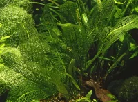 Tropica Akvarieplante Aponogeton madagascariensis knolde x 5