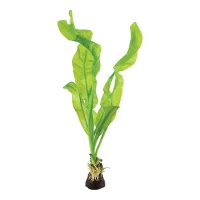 Tropica Akvarieplante Aponogeton ulvaceus i knold x 5