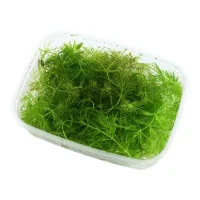 Tropica Akvarieplante i portion Ceratophyllum demersum Foxtail