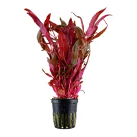 Tropica Akvarieplante i potte Alternanthera reineckii Pink