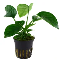 Tropica Akvarieplante i potte Anubias barteri caladiifolia