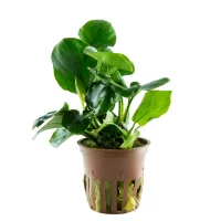 Tropica Akvarieplante i potte Anubias barteri Coin Leaf