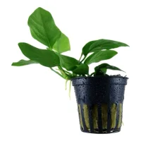Tropica Akvarieplante i potte Anubias barteri Nana