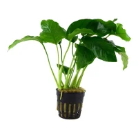 Tropica Akvarieplante i potte Anubias barteri variant barteri