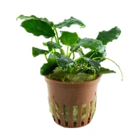 Tropica Akvarieplante i potte Anubias barteri variant nana Kirin