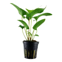 Tropica Akvarieplante i potte Anubias Gracilis