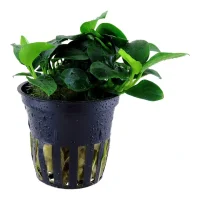 Tropica Akvarieplante i potte Anubias sp. Petite