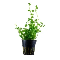 Tropica Akvarieplante i potte Bacopa australis