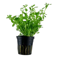 Tropica Akvarieplante i potte Bacopa monnieri Compact