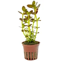 Tropica Akvarieplante i potte Bacopa salzmanni Purple