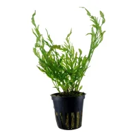 Tropica Akvarieplante i potte Bolbitis heudelotii