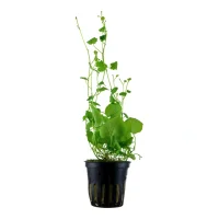 Tropica Akvarieplante i potte Cardamine lyrata