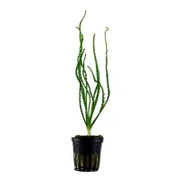 Tropica Akvarieplante i potte Crinum calamistratum