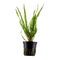 Tropica Akvarieplante i potte Cryptocoryne crispatula