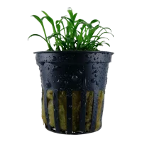 Tropica Akvarieplante i potte Cryptocoryne parva