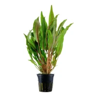 Tropica Akvarieplante i potte Cryptocoryne undulata broad leaves
