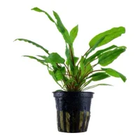 Tropica Akvarieplante i potte Cryptocoryne wendtii Green