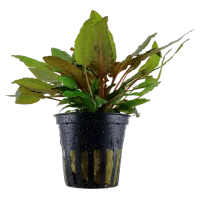 Tropica Akvarieplante i potte Cryptocoryne wendtii Tropica