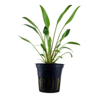 Tropica Akvarieplante i potte Cryptocoryne x willisii