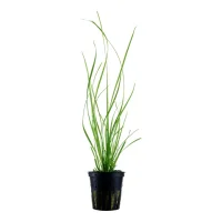 Tropica Akvarieplante i potte Cyperus helferi
