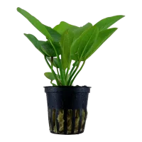 Tropica Akvarieplante i potte Echinodorus Aquartica