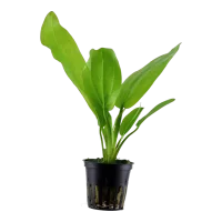 Tropica Akvarieplante i potte Echinodorus cordifolius fluitans