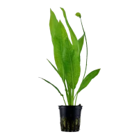 Tropica Akvarieplante i potte Echinodorus grisebachii (bleherae)