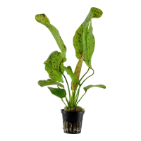 Tropica Akvarieplante i potte Echinodorus Ozelot green