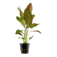 Tropica Akvarieplante i potte Echinodorus Ozelot