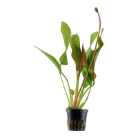 Tropica Akvarieplante i potte Echinodorus Red Diamond