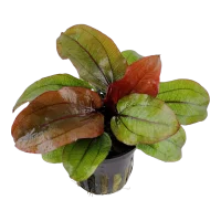 Tropica Akvarieplante i potte Echinodorus Reni