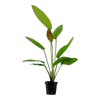 Tropica Akvarieplante i potte Echinodorus Rose