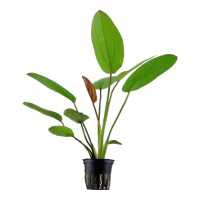 Tropica Akvarieplante i potte Echinodorus x barthii