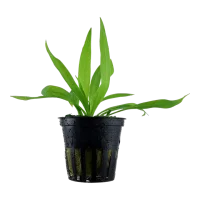 Tropica Akvarieplante i potte Helanthium bolivianum Quadricostatus