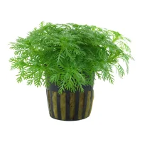 Tropica Akvarieplante i potte Hottonia palustris