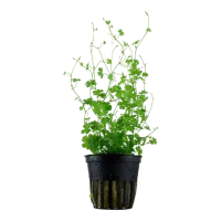 Tropica Akvarieplante i potte Hydrocotyle tripartita