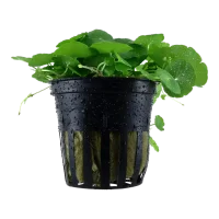 Tropica Akvarieplante i potte Hydrocotyle verticillata