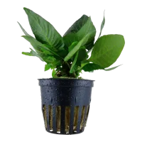 Tropica Akvarieplante i potte Hygrophila corymbosa Compact